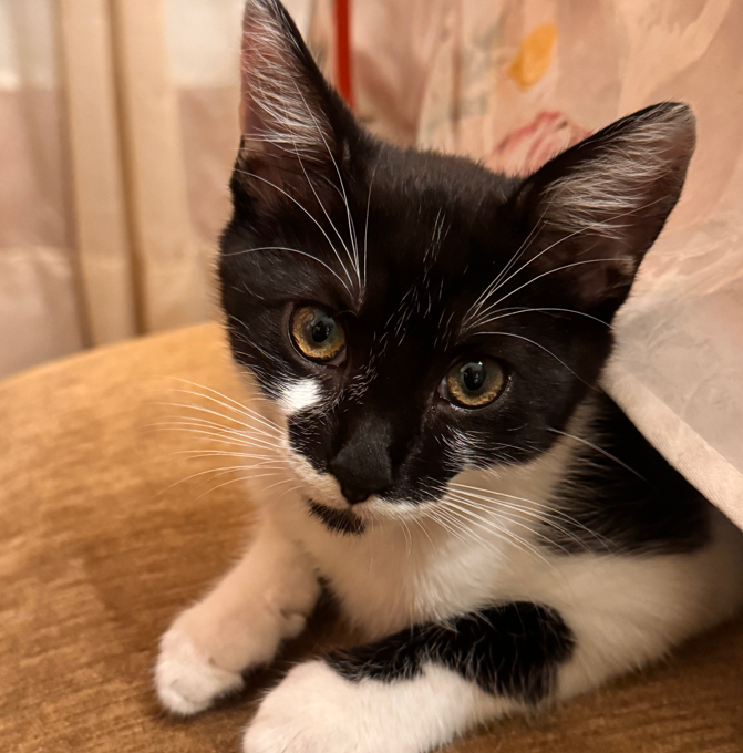 Luci